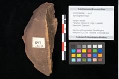 Foto (Objekt + Etikett) von Myrica lignitum Unger (NHMW-GEO-2024-0188-0681)